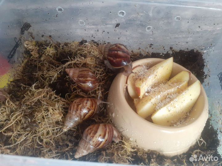 Улитка ахатина фулика