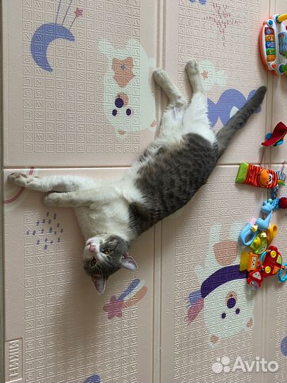 Отдам котика в добрые руки