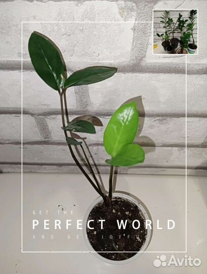 Комнатные растения