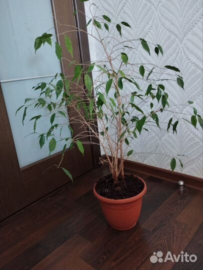 Фикус бенджамина