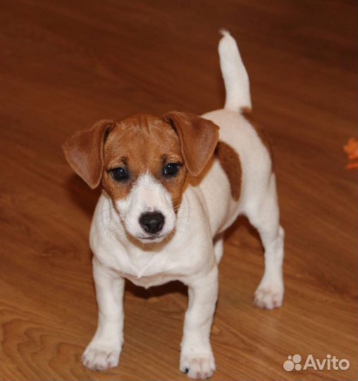 Очаровательные девчонки Джек Рассел терьера