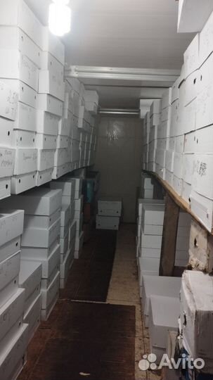 Тюльпаны к 8 марта оптом