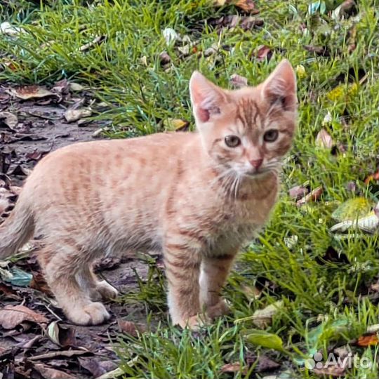 Рыжики, но не грибочки