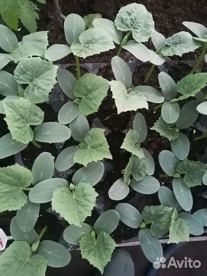 Рассада огурцов