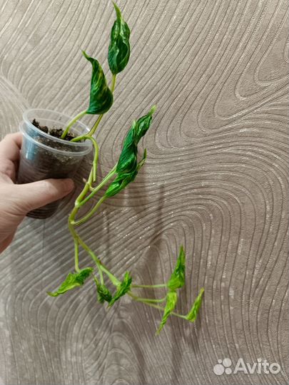 Комнатные растения 3