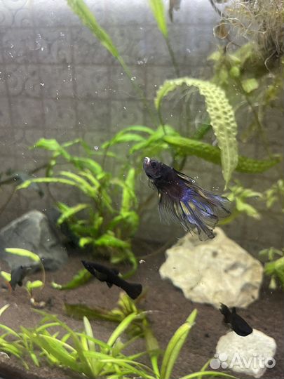 Рыбка петушок самец