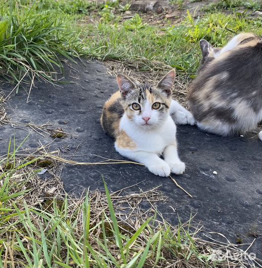 Отдам трехшерстного котенка