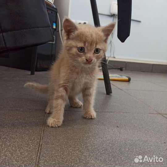 Рыжий котенок в добрые руки бесплатно