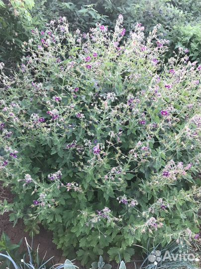 Герань красно-бурая Самобор