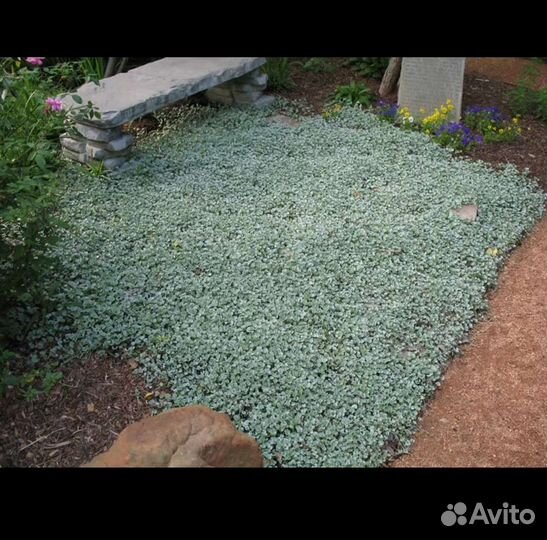 Дихондра серебристая