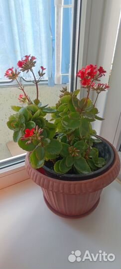 Каланхоэ цветущий красный