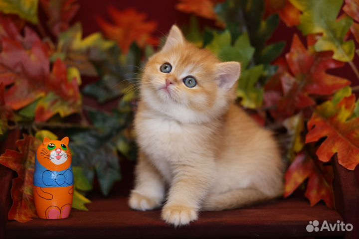 Британская золотая шиншилла