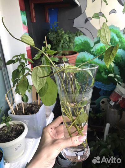 Клеродендрум Томпсона