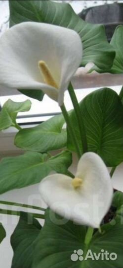 Монстера,кадинанта,абутилон и др