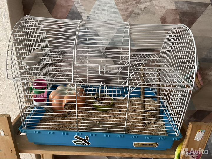 Сирийский хомяк с клеткой