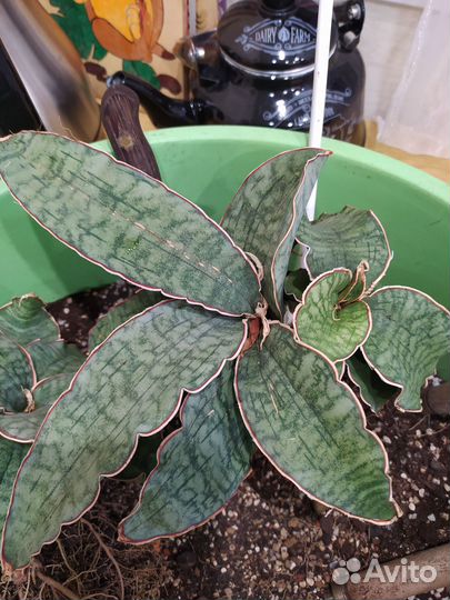 Сансевиерия кирки сильвер блю