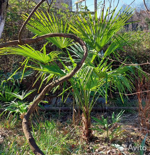 Пальма веерная