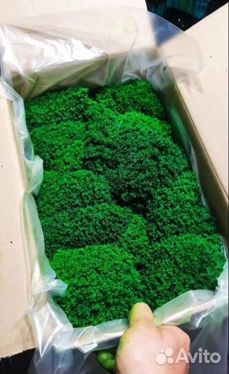 Стабилизированный мох для декорирования стен