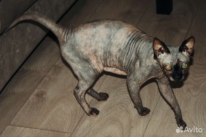 Шикарная кошка канадский сфинкс