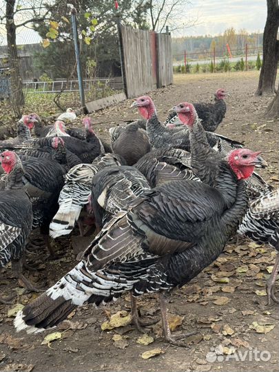 Индюки домашние