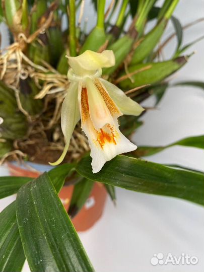 Орхидея целогина coelogyne Sabine