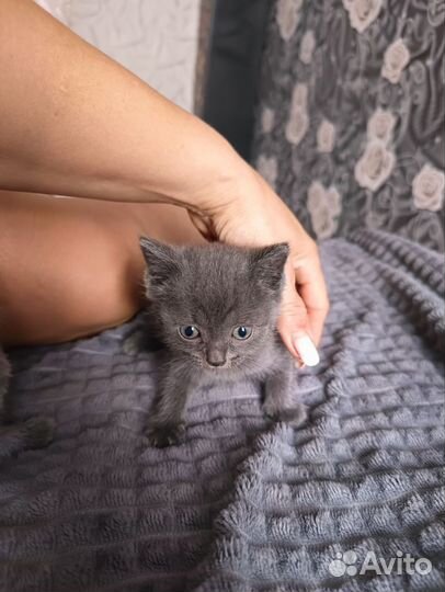 Продам Шотландских котят