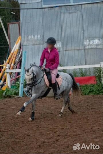 Чистопородная Уэльская пони сектор B, кобыла, 2019