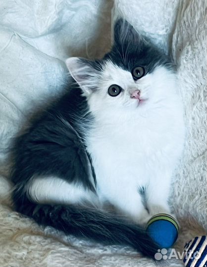 Пушистое чудо