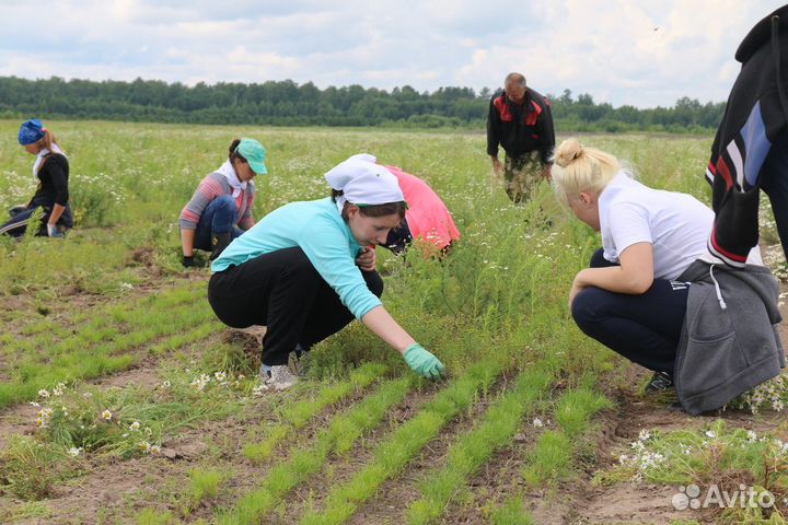 Рабочие на поля с ежедневной оплатой