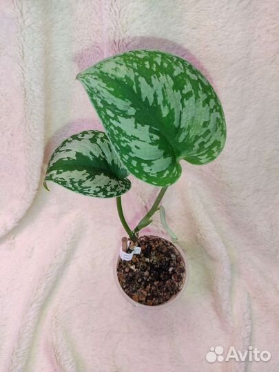 Эпипремнум,сциндапсус