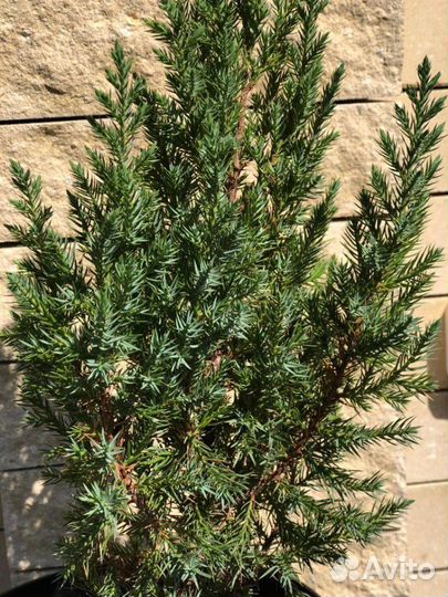 Можжевельник китайский Стрикта