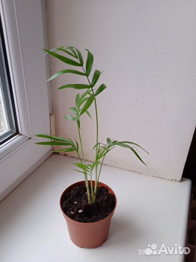 Пальма хамедорея