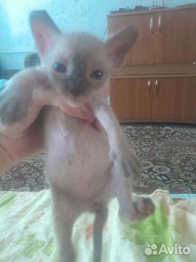 Канадский сфинкс эльф котенок