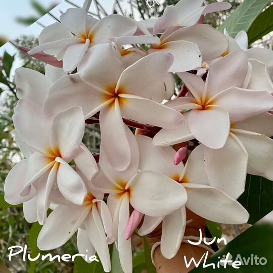 Плюмерии сортовые