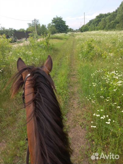 Конные прогулки краснодар