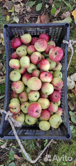 Яблоки из своего сада