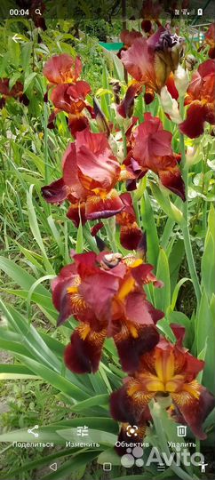 Ирисы сортовые