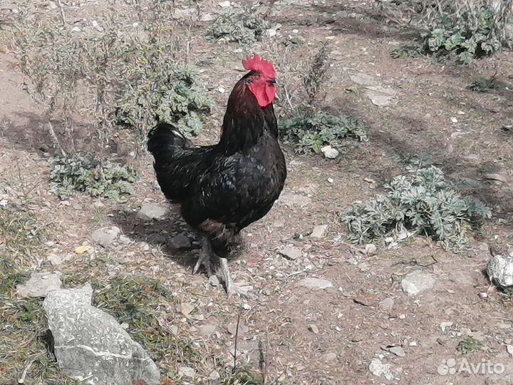 Куры несушки