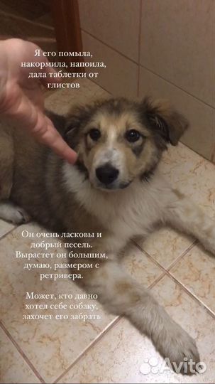 Щенок в добрые руки