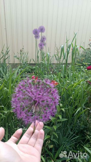 Садовые цветы и растения