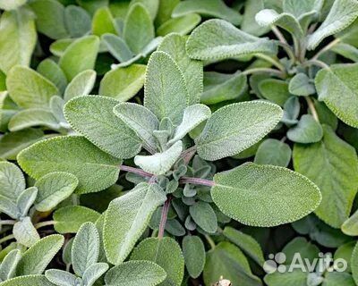 Травы для чая. Вкусно и красиво