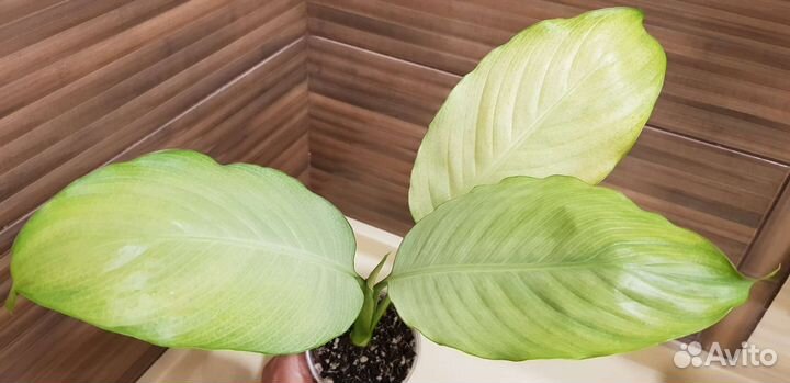 Спатифиллумы сортовые
