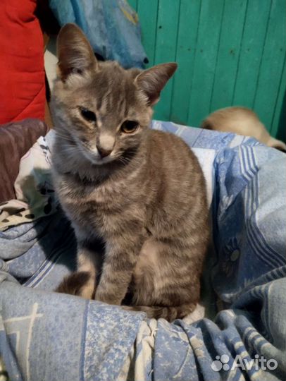 Кошка в дар бесплатно