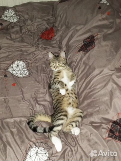 Котята в добрые руки бесплатно мальчик