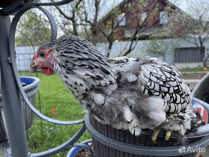 Куры виандот стандарт