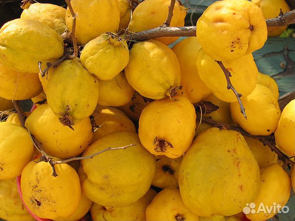 Калина ягода, японская айва