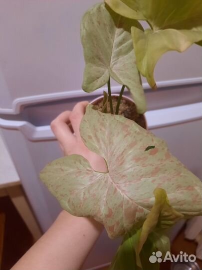 Комнатные растения