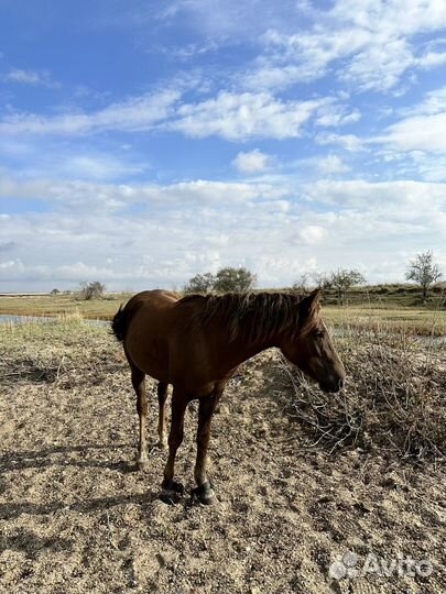 Лошадь жеребец