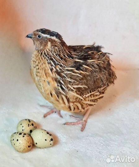 Перепел Танюшкин Гигантский Фараон