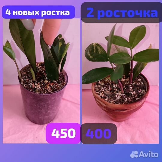 Замиакулькас 2 шт